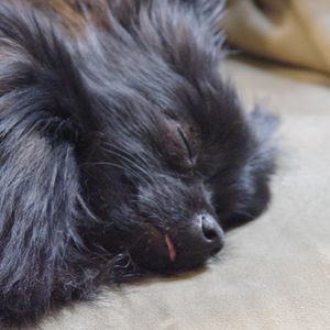 Meet your Posher, Jodi